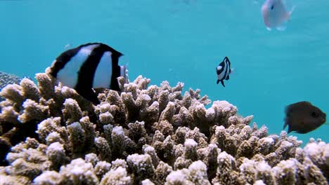 Beautiful-biodiverse-coral-reef-with-different-species-of-damsel-fish-swimming-while-sunlight-rays-shine-under-the-blue-turquoise-tropical-ocean-of-the-Great-Barrier-Reef,-Australia