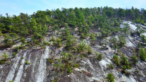 Aerial-drone-video-footage-of-rare,-pitch-pine-conifers-on-the-Shawangunk-Ridge-In-New-York-State’s-Hudson-Valley