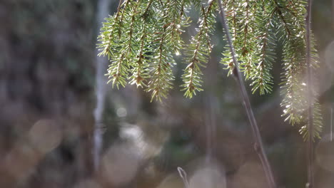 Pine-tree-branch-in-springtime-on-sunny-day-with-light-rain-drops-falling