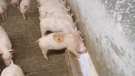Piglet-nursery-eating-food-in-trough
