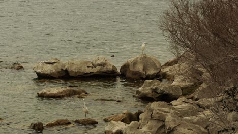 Great-Egret-birds-or-Casmerodius-albus,-white-bird-in-Mediterranean-coastline