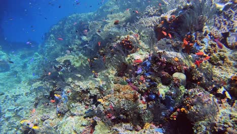 Buceo-Sobre-Arrecifes-Coloridos-Con-Un-Arco-De-Roca-En-El-Fondo