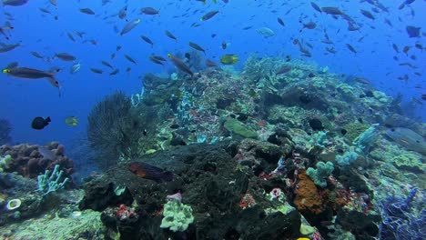 Bucear-Sobre-Un-Arrecife-De-Coral-Saludable-Con-Hermosos-Corales-Duros-Y-Blandos