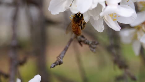 Honey-bee-positions-herself-on-cherry-blossom-to-collect-nectar