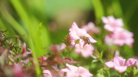Handheld-static-shot-of-hoverfly-looking-for-nectar-in-pale-pink-flowers