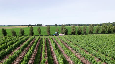 Vista-Panorámica-De-Viñedos-Con-Tractor-Rociando-Pesticidas-En-Vides-De-Uva-En-Primavera