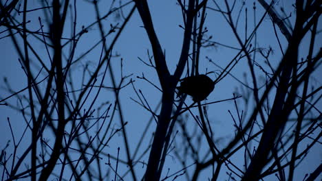 small-dark-bird-on-branch,-dark-footage