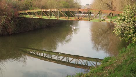 4k-Gran-Cisne-Nadando-Bajo-Un-Puente-De-Metal-En-El-Tono-Del-Río-Taunton-Somerset