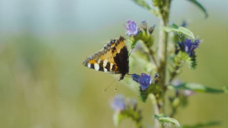 Hungrig-Schmetterling-Schmeckend-Trinken-Füße-Blume-Nektar-Insekt-Käfer-Fliegen-Fliegend-Schön-Insekten-Sommer-Schmetterlinge-Flügel-Blumenpflanzen-Blau-Bunt-Lebendige-Motte-Motten-Schwedisch-Europäisch-Trinken-Nüstern