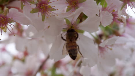 Honey-bee--drinks-nectar-from-a-cherry-blossom
