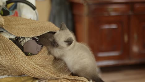 A-small-curious-kitten-tries-to-pull-a-piece-of-cloth-out-of-a-bag