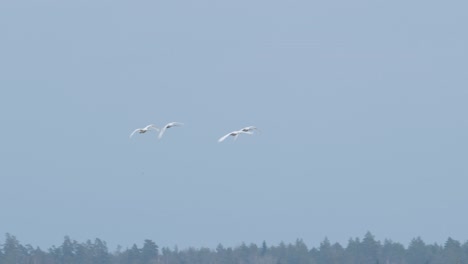 Cuatro-Cisnes-Cantores-Volando-Acercándose-A-La-Tierra-En-El-Tiempo-De-Migración-De-Primavera