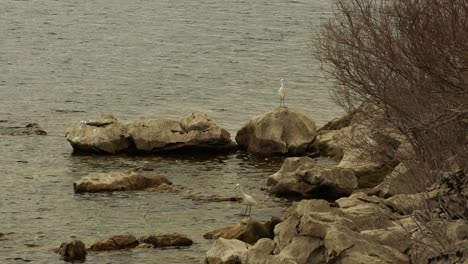 Wild-white-birds-called-Great-Egrets-searching-for-fish-on-rocky-shore-of-Lake-of-Shkoder