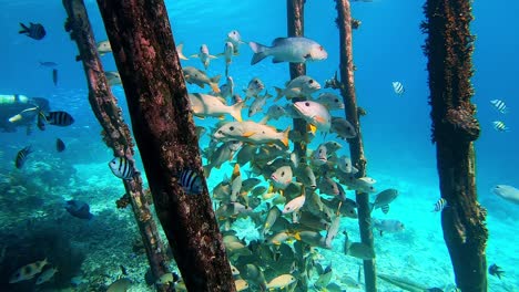 Fish-seeking-shelter-under-a-jetty-in-clear-water