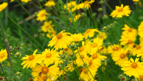 4k-bees-that-fly-and-land-on-a-yellow-flower
