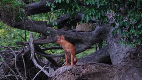 Dhole-Oder-Asiatischer-Wildhund-Cuon-Alpinus,-Khao-Yai-Nationalpark,-Thailand