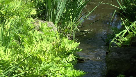 Ferns-and-bulrushes-line-the-sides-of-a-small-stream