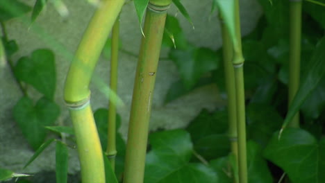 Bamboo-stalks-growing-straight-and-curved