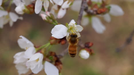Honey-bee-drinks-nectar-from-a-cherry-blossom-and-flies-away
