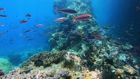 Small-tropical-fish-swimming-over-a-healthy-coral-reef-with-coral-covered-boulders-in-the-background