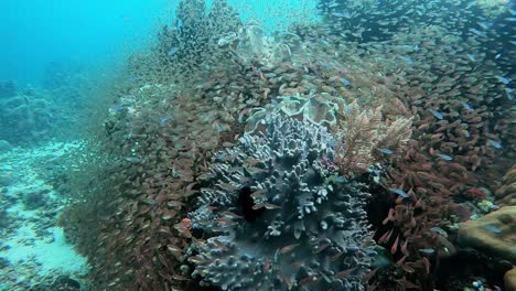 Small-baby-fish-finding-shelter-around-coral