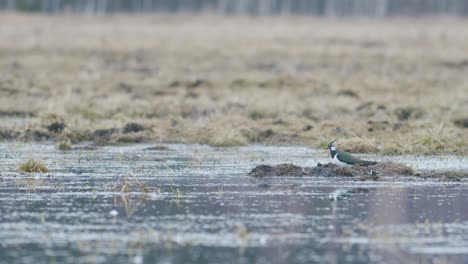 Lapwing-walking-around-puddle-flooded-meadow-looking-for-food-worms