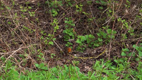 4k-European-Robin-Oder-Robin-Red-Breast-Ein-Kleiner-Insektenfressender-Sperlingsvogel,-Der-Zur-Alten-Flycatcher-Familie-Gehört