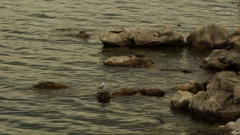 Isolierter-Wildvogel,-Der-Auf-Einem-Felsigen-Ufer-Steht,-Das-Von-Seewasser-Gewaschen-Wird