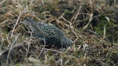 Common-starling-looking-for-food-in-grass-and-taking-bath-in-water-puddle