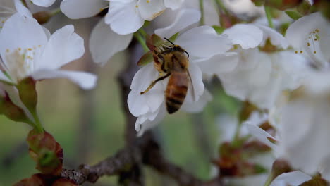 Honey-bee-flies-onto-cherry-blossom-to-collect-nectar