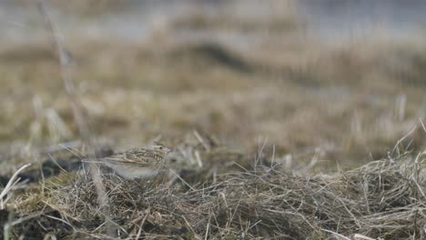 Europäischer-Feldlerchenvogel,-Der-Auf-Dem-Grasvorfrühling-Sitzt-Und-Singt
