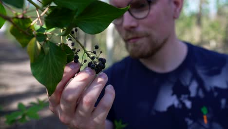 Man-Grabs-and-Smells-Black-Berries-from-a-Bush-and-Throws-them-Away,-Medium-Shot