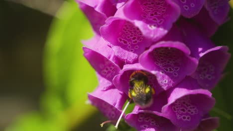 Closeup-of-bumblebee-looking-for-pollen-in-a-purple-pink-foxglove-on-a-summers-day