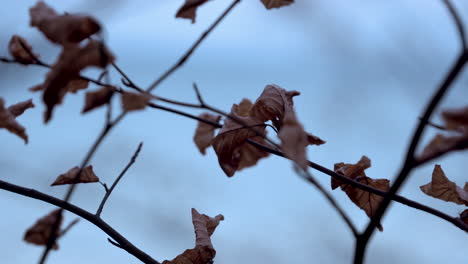 Close-up-shot-of-mystic-branches-with-brown-colored-leaves-on-tree-during-windy-and-cloudy-day