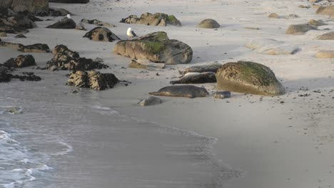 Harbor-seals-pupping-season-at-Hopkins-Beach-in-Monterey,-California