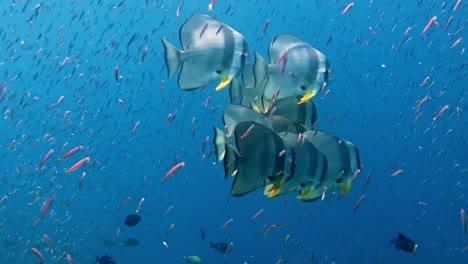 Scuba-diving-with-batfish-surrounded-by-small-baitfish
