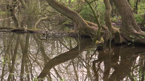 4K-old-willow-tree-trunks-inside-a-small-lake,-reflections-of-the-trunks-in-the-water