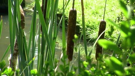 Rohrkolbenpflanzen,-Die-Am-Rand-Eines-Teichs-Wachsen
