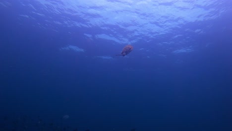Schildkröte,-Die-Nach-Nahrung-Zu-Einem-Korallenriff-Schwimmt