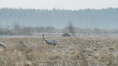 Common-crane-grus-grus-walking-on-dry-grass-flooded-meadow-in-early-spring-migration