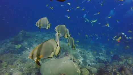 Scuba-divers-swimming-with-playful-batfish