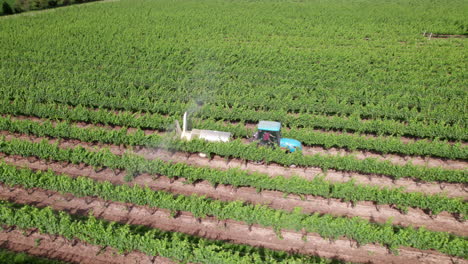Vineyards---Farming-Tractor-Spraying-Grape-Vines-With-Fertilizers-At-Daytime
