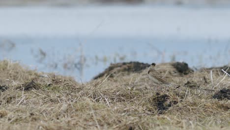 Europäischer-Feldlerchenvogel,-Der-Auf-Dem-Grasvorfrühling-Sitzt-Und-Singt