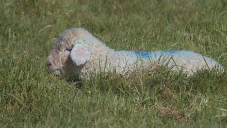 Adorable-young-spring-lamb-lays-and-grazes-in-breezy-grass,-close