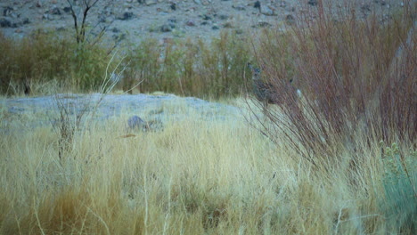 Wild-Deer-Seen-Behind-Wild-Grass-At-Pleasant-Valley-In-Bishop,-California
