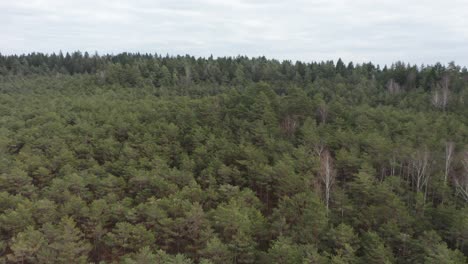 AERIAL:-Reveal-of-Majestic-Pine-Forest-Panorama-with-Cloudy-Dull-Sky
