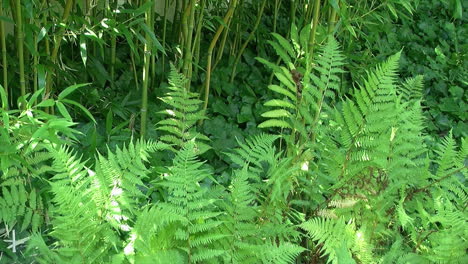 Ferns,-ivy-and-bamboo-growing-in-a-Japanese-garden