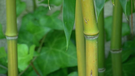 Close-up-of-the-joints-of-bamboo-stalks