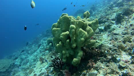 Sea-sponge-with-strange-shape