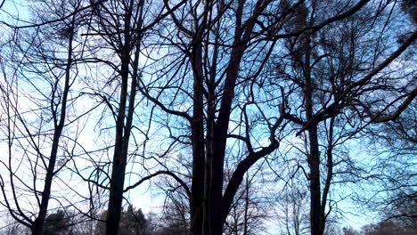 Mysterious-Atmosphere-In-The-Park-With-High-Scary-Bare-Trees-At-Kolibki-Adventure-Park-Gdynia,-Poland